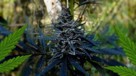 Pitch dark african magical cannabis strain